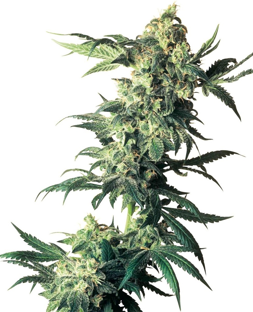 Sensi Seed, Northern Lights®, 3 Samen, feminisiert