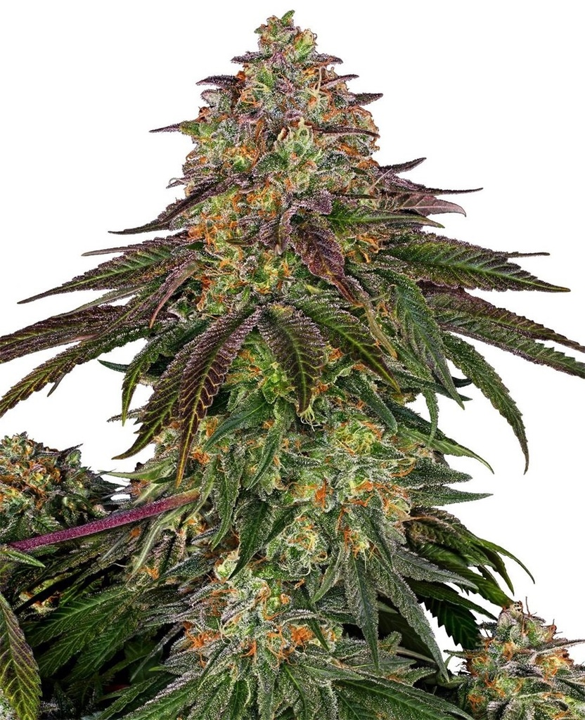 Sensi Seed, Sweet Cherry Kush ®, 3 Samen, feminis.