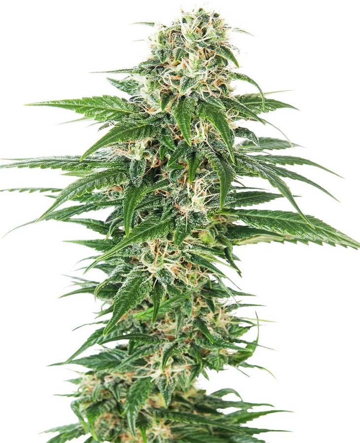Sensi Seed, Early Skunk Autom®, 3 Samen, fem.auto