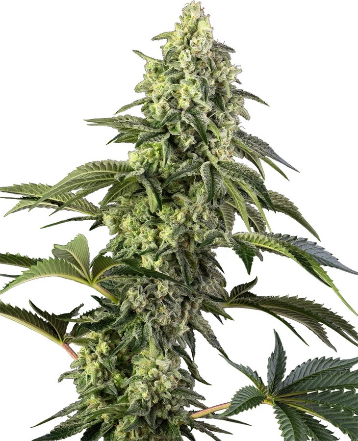 Sensi Seed, Cosmic Kiss, 3 Samen, feminis.