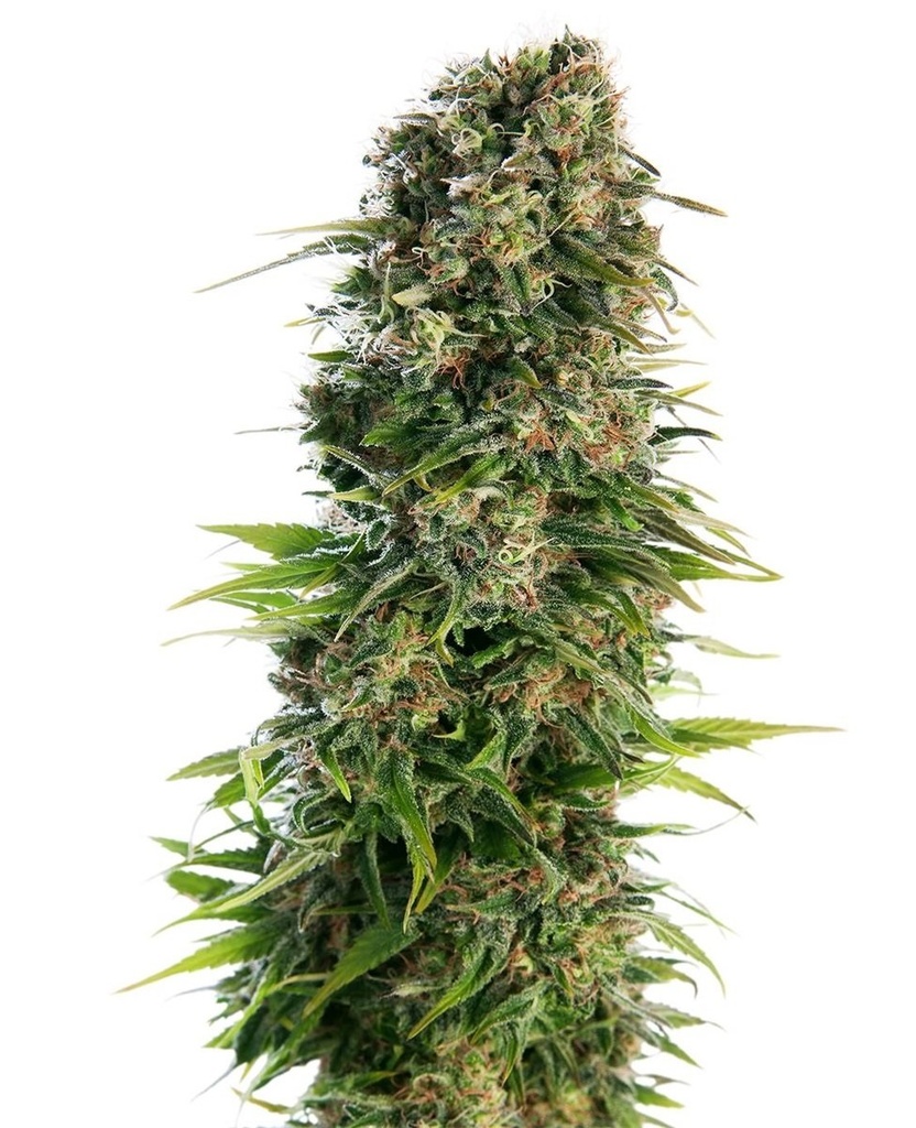 Sensi Seed, Hindu Kush Automa®, 3 Samen, fem.auto
