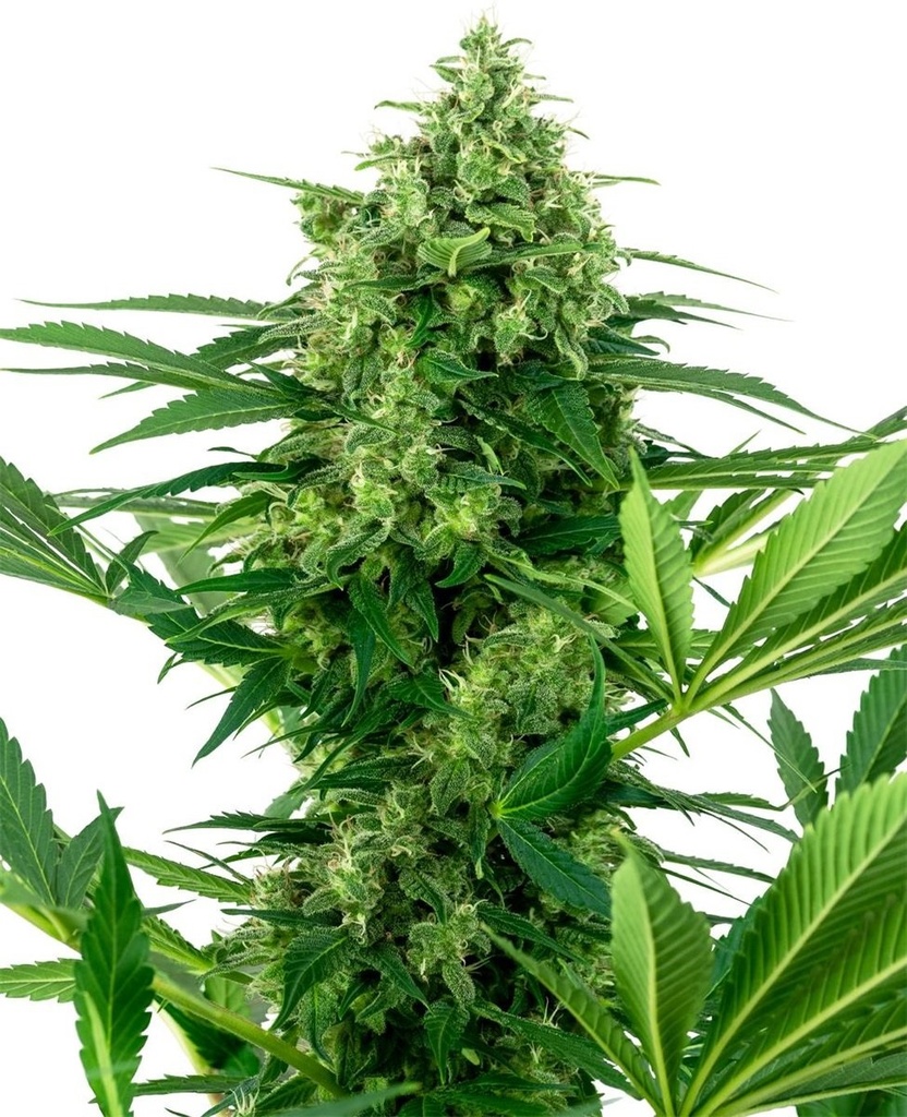 [SEED313] Sensi Seed, Banana Frosting, 3 Samen, feminisiert