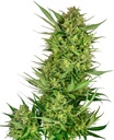 Sensi Seed, Buttercream Gelato, 3 Samen, feminis.