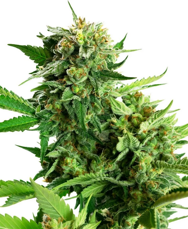 [SEED315] Sensi Seed, Blackberry Cake, 3 Samen, feminis.