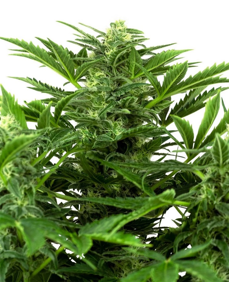 [SEED18AU] Sensi Seed, Mandarine, 3 Samen, fem. autoflow.