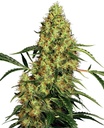 Sensi Seed, Mexican Sativa®, 3 Samen, feminis.