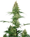 Sensi Seed, Silver Fire®, 3 Samen, feminisiert