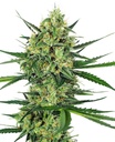 Sensi Seed, Tangerine Sugar ®, 3 Samen, feminis.