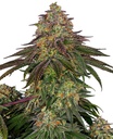 Sensi Seed, Sweet Cherry Kush ®, 3 Samen, feminis.
