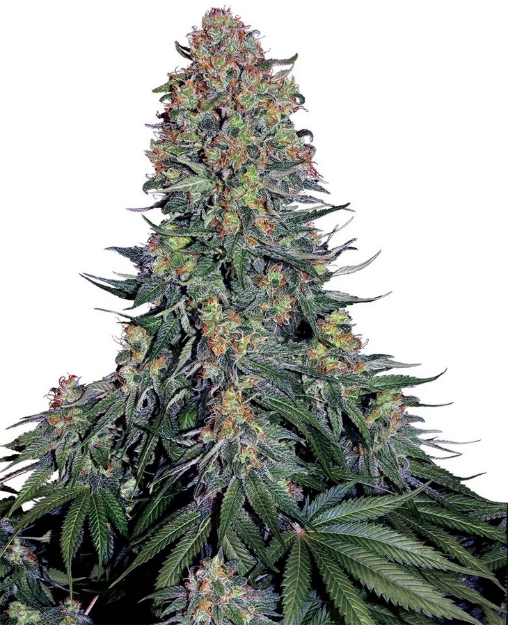 [SEED533] Sensi Seed, Blue Skunk ®, 5 Samen, feminis.