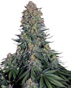 Sensi Seed, Blue Skunk ®, 5 Samen, feminis.
