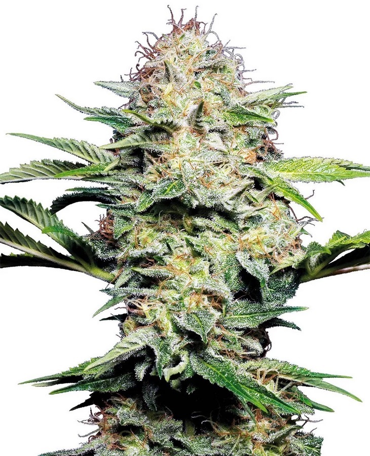 [SEED04AU] Sensi Seed, Sensi Skunk Auto®, 3 Samen, fem.auto