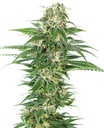 Sensi Seed, Early Skunk Autom®, 3 Samen, fem.auto