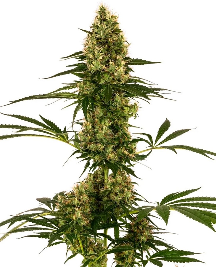 [SEED10AU] Sensi Seed, Blue Bullet Auto®, 3 Samen, fem. auto.
