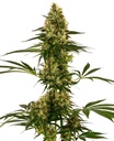 Sensi Seed, Blue Bullet Auto®, 3 Samen, fem. auto.