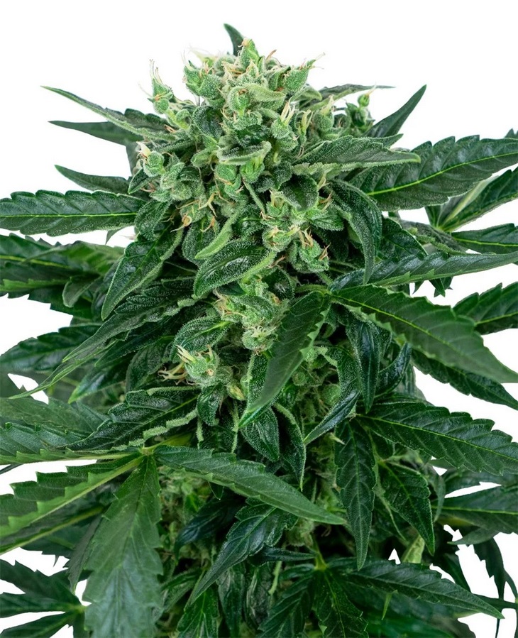 [SEED11AU] Sensi Seed, Sensi Amnesia Auto, 3 Samen, fem.auto