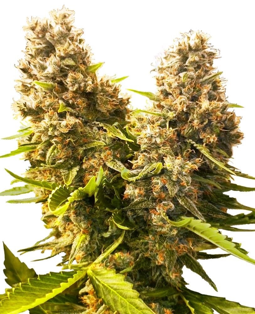 [SEED12AU] Sensi Seed, Banana Kush Cake, 3 Samen, fem.autofl.