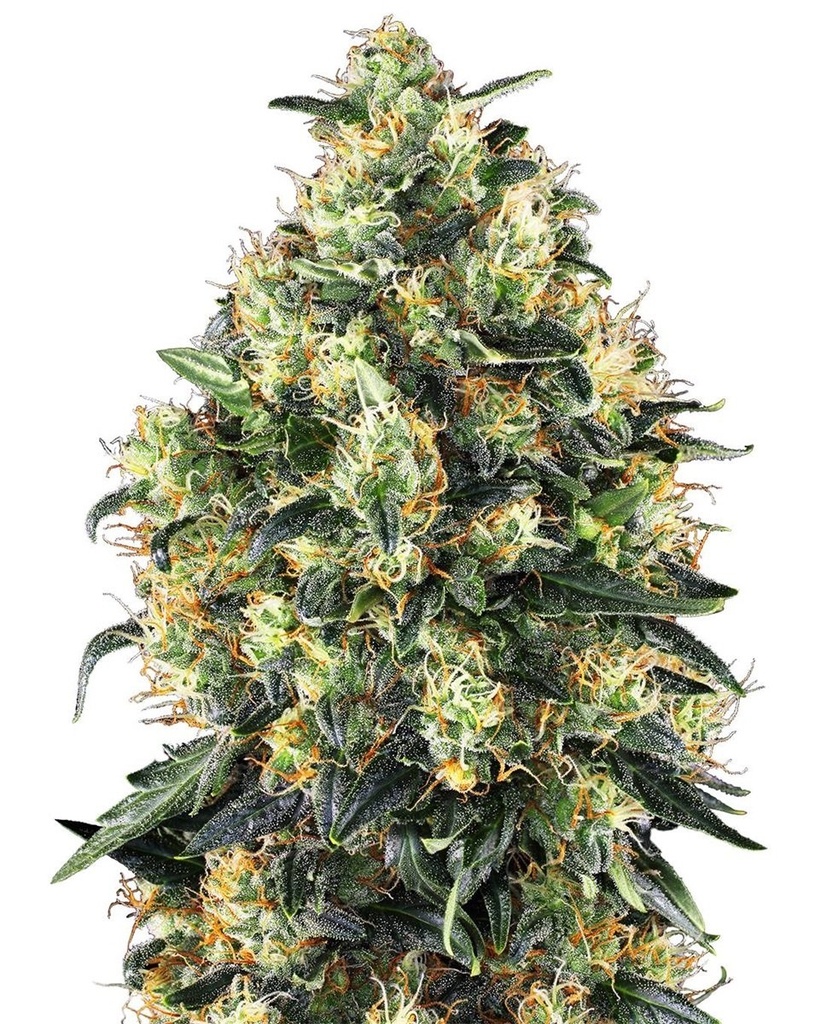 [SEED01AU] Sensi Seed, Super Skunk Automat, 3 Samen, fem.auto