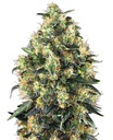 Sensi Seed, Super Skunk Automat, 3 Samen, fem.auto