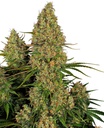 Sensi Seed, Sticky Orange XXL, 3 Samen, fem.autom.