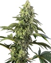 Sensi Seed, Cosmic Kiss, 3 Samen, feminis.