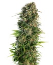 Sensi Seed, Hindu Kush Automa®, 3 Samen, fem.auto