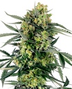 Sensi Seed, Blueberry Candiez, 3 Samen, fem.autom.