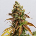 Royal Queen Seeds, Spezial Queen #1, 3 Samen, fem.