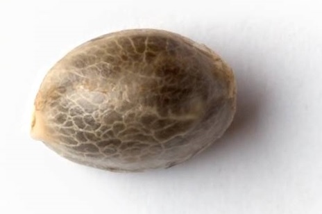 SEED321.jpg