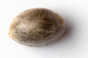 SEED321.jpg