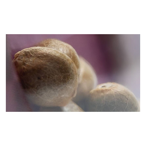 Sensi Seed, Sweet Cherry Kush®, 3 Seeds, Feminized-SEED335-Sensi Seeds_4.jpg