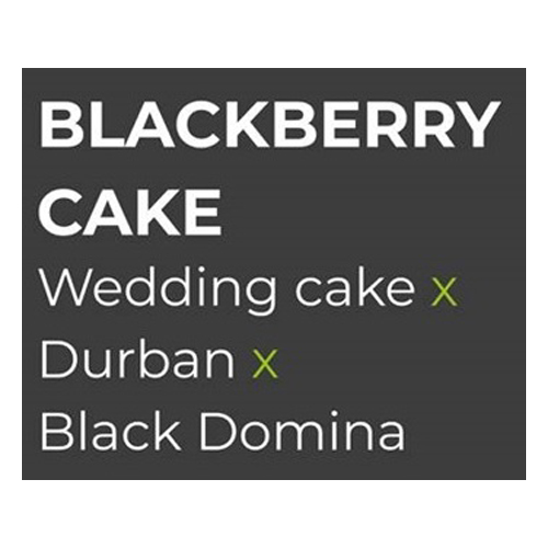 Sensi Seed, Blackberry Cake, 3 Seeds, Feminized-SEED315-Sensi Seeds_2.jpg