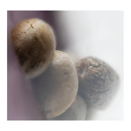 Sensi Seed, Northern Lights®, 3 Seeds, Feminized-SEED311-Sensi Seeds_2.jpg