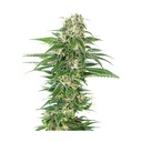 Sensi Seed, Early Skunk Autom®, 3 Seeds, Fem.auto-SEED07AU-Sensi Seeds_3.jpg