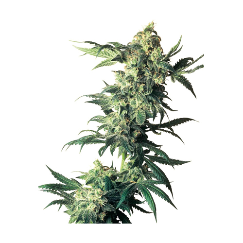 Sensi Seed, Northern Lights®, 3 Seeds, Feminized-SEED311-Sensi Seeds_3.jpg