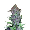 Sensi Seed, Purple Skunk, 3 Seeds, Fem. Autofl-SEED13AU-Sensi Seeds_3.jpg