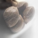 Sensi Seed, Blueberry Candiez, 3 Seeds, Fem.autom.-SEED44AU-Sensi Seeds_2.jpg