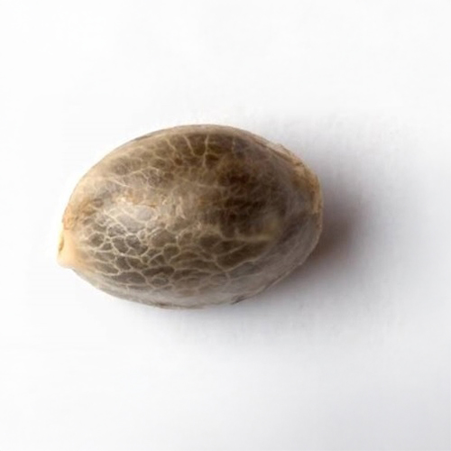 Sensi Seed, California Indica®, 3 Seeds, Feminized-SEED321-Sensi Seeds_6.jpg