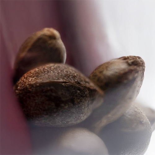 Sensi Seed, Tangerine Sugar®, 3 Seeds, Feminized-SEED334-Sensi Seeds_2.jpg