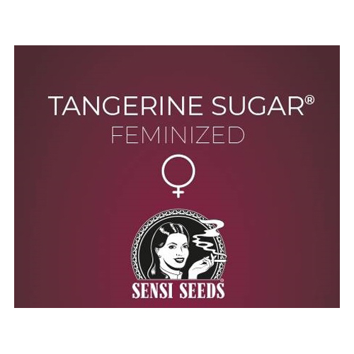 Sensi Seed, Tangerine Sugar®, 3 Seeds, Feminized-SEED334-Sensi Seeds_3.jpg