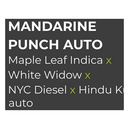 Sensi Seed, Mandarine P., 3 Seeds, Fem. Autoflow.-SEED18AU-Sensi Seeds_2.jpg