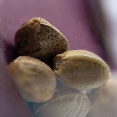 Sensi Seed, Blue Skunk ®, 3 seeds, feminized-SEED333-Sensi Seeds_2.jpg