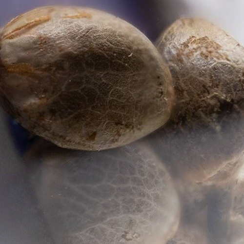 Sensi Seed, Sensi Skunk Auto®, 3 Seeds, Fem.auto-SEED04AU-Sensi Seeds_3.jpg