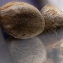 Sensi Seed, Sensi Skunk Auto®, 3 Seeds, Fem.auto-SEED04AU-Sensi Seeds_3.jpg