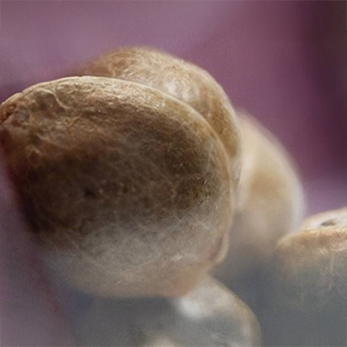 Sensi Seed, Sweet Cherry Kush®, 3 Seeds, Feminized-SEED335-Sensi Seeds_4.jpg