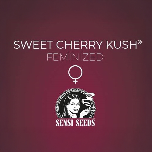 Sensi Seed, Sweet Cherry Kush®, 3 Seeds, Feminized-SEED335-Sensi Seeds_3.jpg