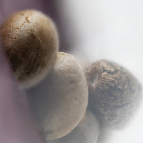 Sensi Seed, Northern Lights®, 3 Seeds, Feminized-SEED311-Sensi Seeds_2.jpg