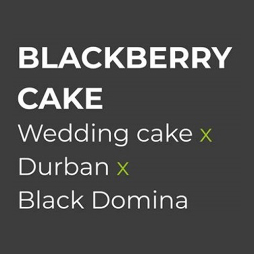 Sensi Seed, Blackberry Cake, 3 Seeds, Feminized-SEED315-Sensi Seeds_2.jpg