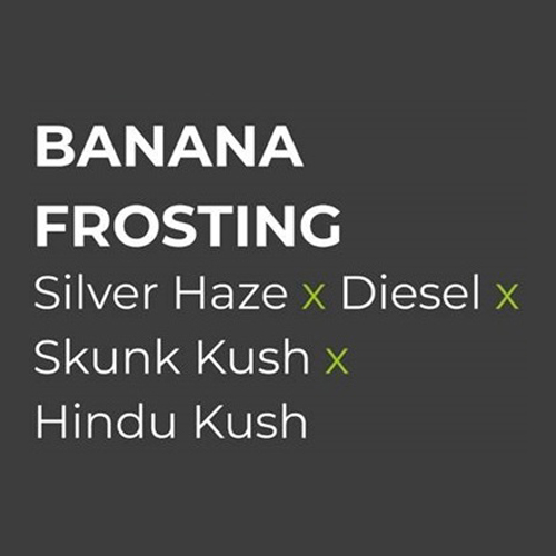 Sensi Seed, Banana Frosting, 3 Seeds, Feminized-SEED313-Sensi Seeds_2.jpg