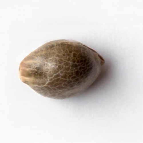 Sensi Seed, Hindu Kush Automa®, 3 Seeds, Fem.auto-SEED09AU-Sensi Seeds_2.jpg